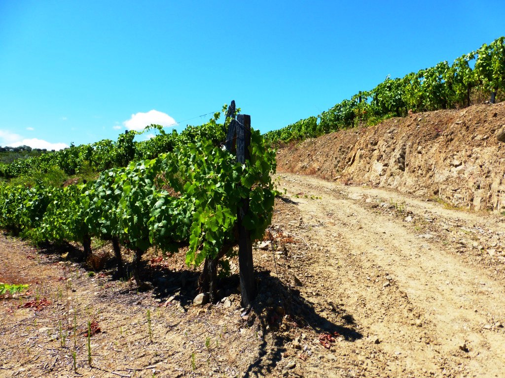 Terreno agricola